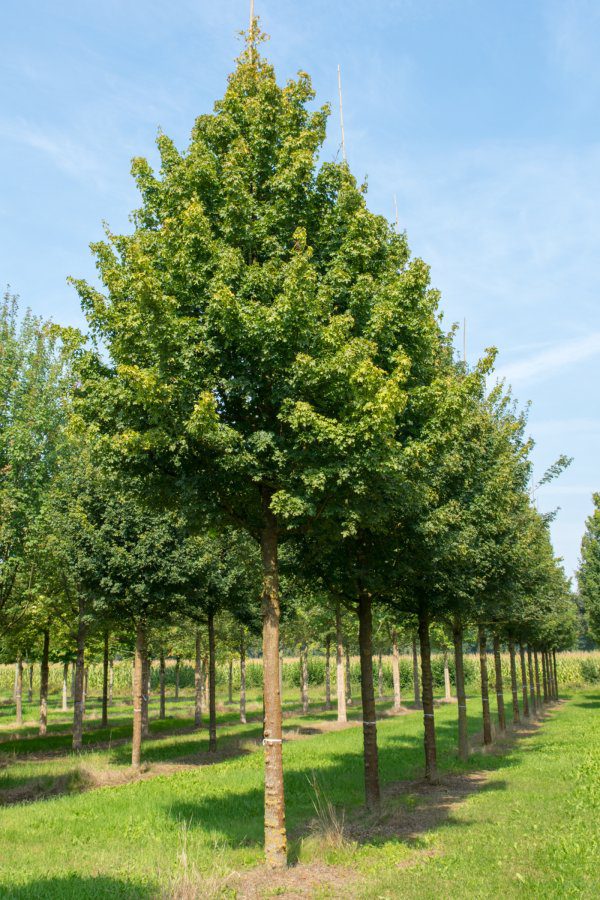 Image du  produit